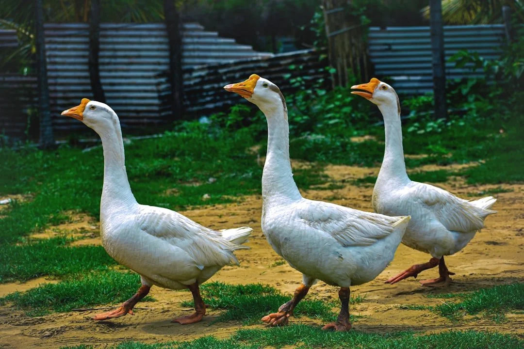 Letter from the Publisher: Why I Started Rebel Goose Books
